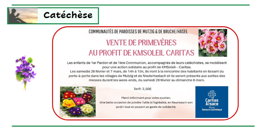 Vente de primevères au profit de KMSOLEIL CARITAS