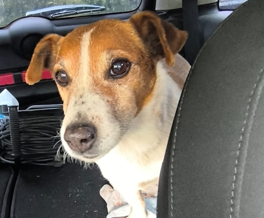 CHIEN PERDU DE TYPE JACK RUSSEL