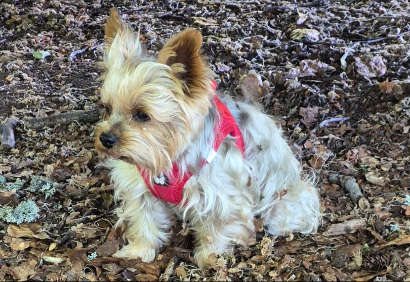 Chien perdu de type yorkshire