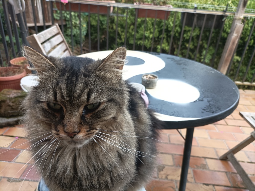 Recherche propriétaire d'un chat